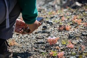A volunteer with dark pants kneels at the left of the screen to take a picture with a phone of light pink flowers against a rocky background.