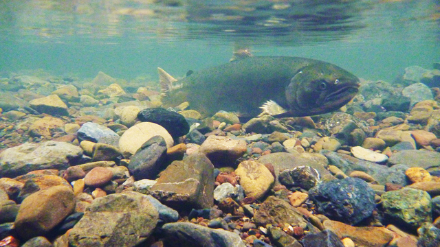 Female coho salmon (Oncorhynchus kisutch) in Redwood Creek. 
