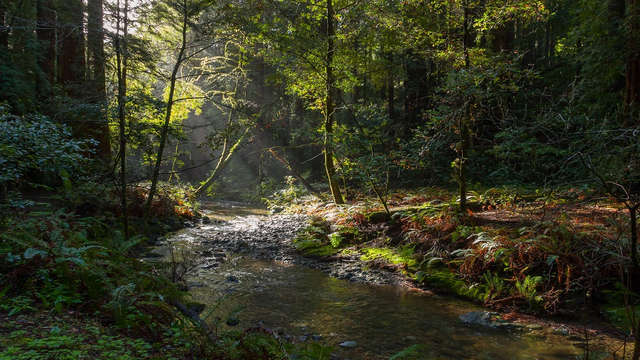 Image of Redwood Creek in Muir Woods