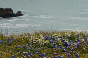 Mori Point Biodiversity Walk
