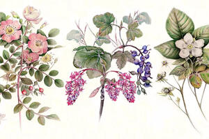 Nature Journal Club, Watercolor Pencils for Botanical Painting
