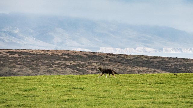 Coyote patrolling its territory at Point Reyes