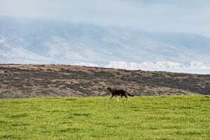 Coyote patrolling its territory at Point Reyes