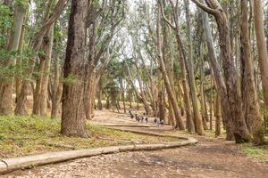 Wood Line