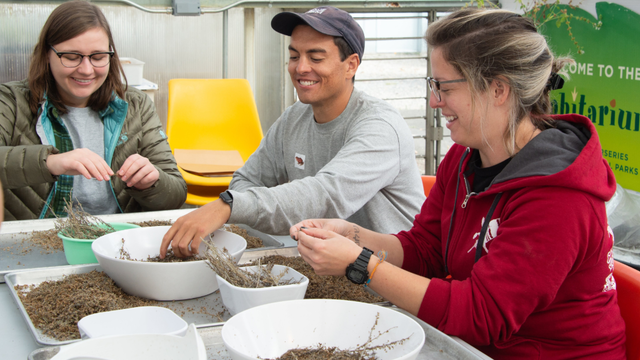 Presidio Nursery volunteers work with seeds