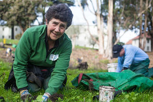 Volunteers Working on the Presidio Bluffs