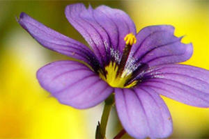Park Academy, Botany Series