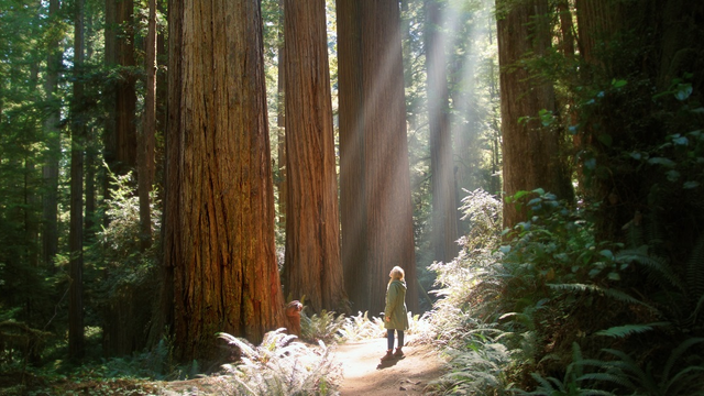 A woman stands amidst towering redwood trees in a forest.