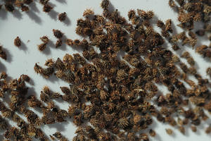 Introduction to Seed Collection and Cleaning, Park Academy