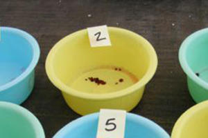 Seed Treatment & Germination Class