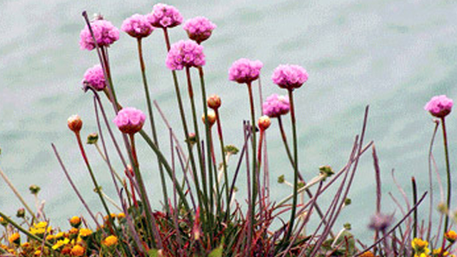 Stewardship Program Spring Wildflower Walks, Park Academy