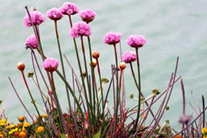 Stewardship Program Spring Wildflower Walks, Park Academy