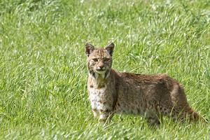 Bobcat