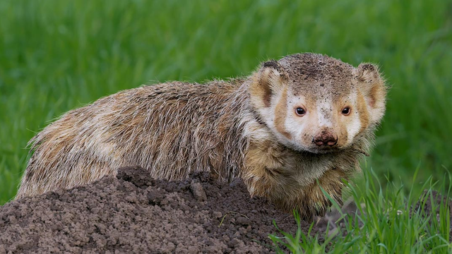 Badger photographed by Vishal Subramanyan