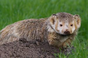 Badger photographed by Vishal Subramanyan