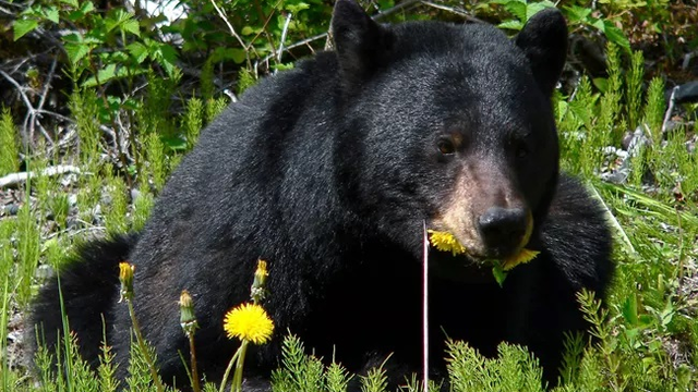 Black bear eating dandelions