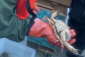 Crabbing on Alcatraz Island.