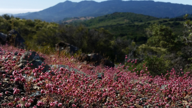 Eriogonum luteolum, Mt. Tam 