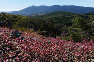 Eriogonum luteolum, Mt. Tam 