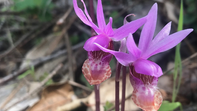 Two bright pink fairy slipper orchids surrounded by green background.