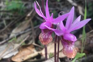 Two bright pink fairy slipper orchids surrounded by green background.