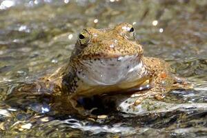 Foothill yellow-legged frog. Credit: Ian Austin
