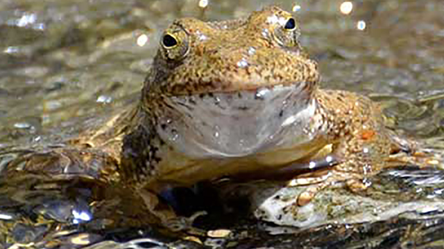 Foothill yellow-legged frog. Credit: Ian Austin
