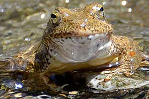 Foothill yellow-legged frog. Credit: Ian Austin