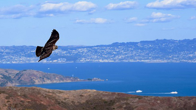 Hawk in flight over Bay. 