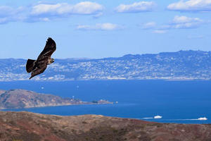 Hawk in flight over Bay. 