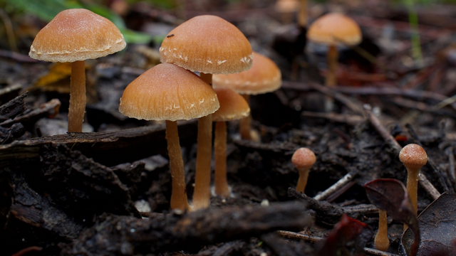 Scurfy Twiglet mushrooms growing in the winter.