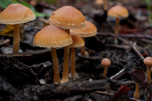 Scurfy Twiglet mushrooms growing in the winter.