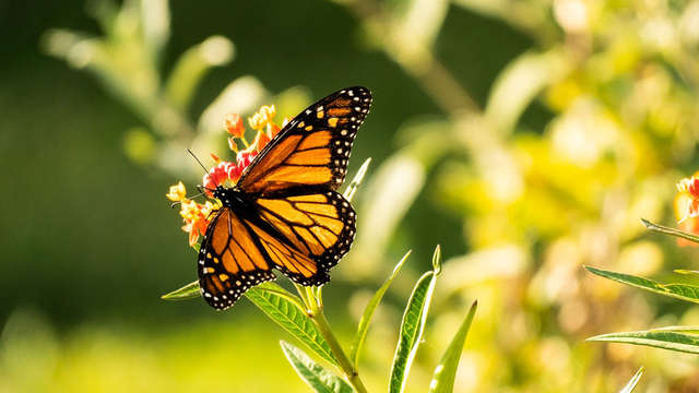 Monarch butterfly