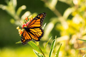 Monarch butterfly