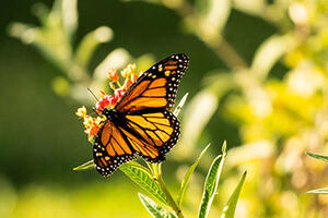Monarch butterfly