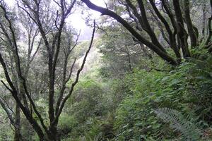Forested surroundings of Redwood Creek Trail