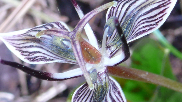 Fetid adder’s tongue