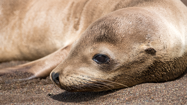 sea lion