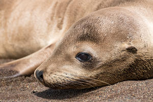 sea lion