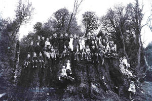 Black and white photo of people posing on Fieldbrook Stump, one of the largest trees in the world.