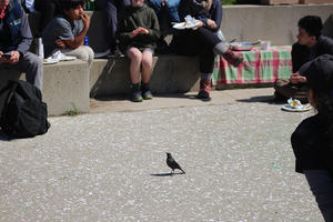 Park volunteers watch a small black bird walk along a pathway 