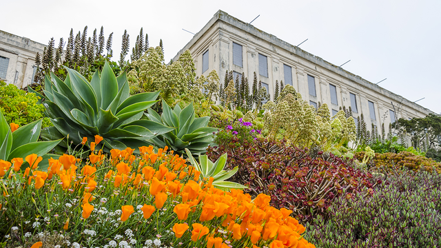A group of colorful wildflowers in front of a disused federal penitentiary building on Alcatraz Island.
