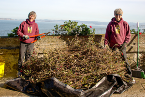 Alcatraz Garden Volunteers