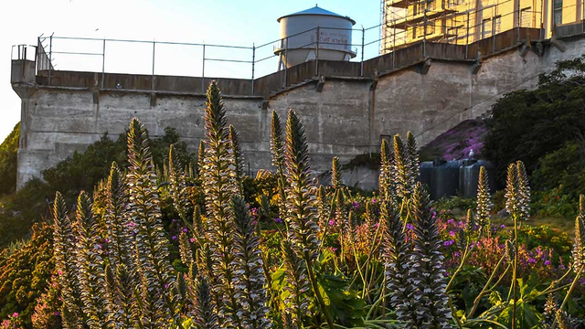 The Alcatraz Historic Gardens with the Rock's famed water tower in the background.