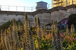 The Alcatraz Historic Gardens with the Rock's famed water tower in the background.