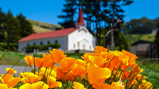 California poppies