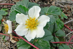 Strawberry plant