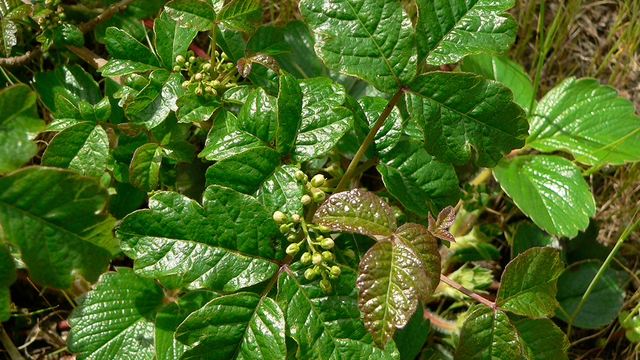 Poison Oak