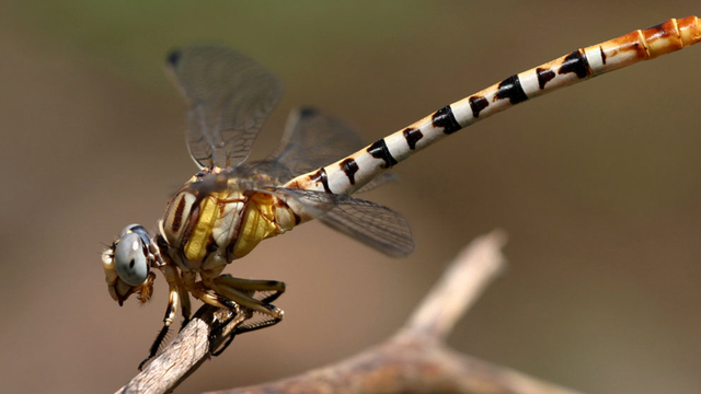 Dragonfly