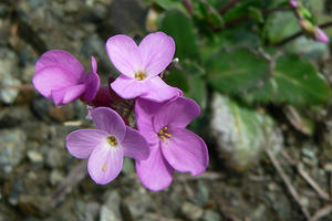 Arabis blepharophylla, the coast rock cress